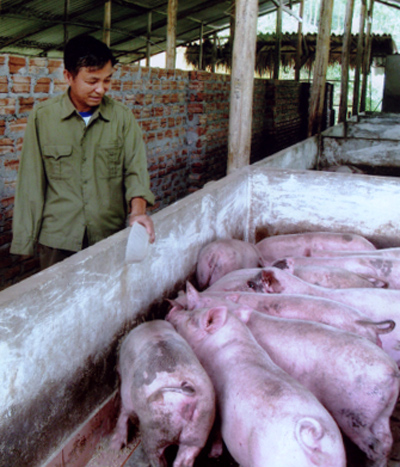 Thương binh Lê Ngọc Châu đang chăm sóc đàn lợn thịt của gia đình.
