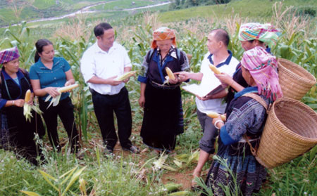 Lãnh đạo xã Cao Phạ và cán bộ Trạm Khuyến nông huyện Mù Cang Chải kiểm tra chất lượng mô hình thâm canh ngô lai Biôxít trên nương.
(Ảnh: Sùng Chí Sinh)
