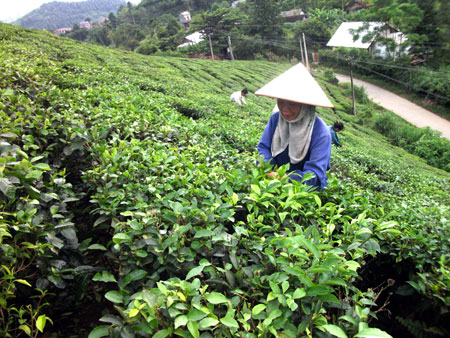 Nông dân huyện Văn Chấn thu hái chè.
