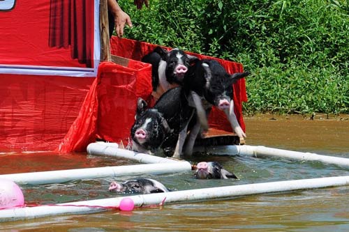 Các chú heo chen nhau nhảy xuống 