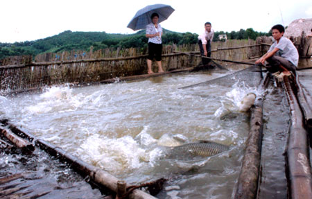 Mô hình nuôi cá lồng bằng lưới của gia đình anh Trần Trung Hiếu, thôn 5, xã Vân Hội.