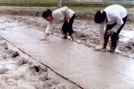 Nông dân Kiên Thành áp dụng mô hình gieo mạ khay vào sản xuất.
