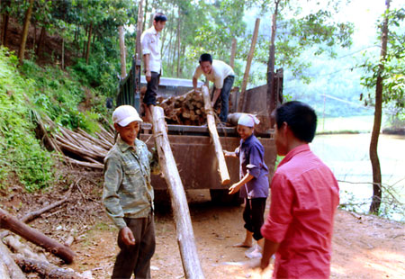 Cây quế đang góp phần xóa đói giảm nghèo cho người dân Văn Yên.
