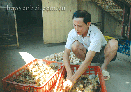 Anh Tuấn bên lứa gà mới nở.