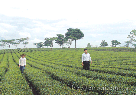 Những vườn chè năng suất 30 - 40 tấn/ha ở Thái Lão.
