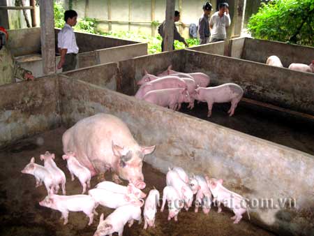 Người dân Yên Thành phát triển chăn nuôi, tăng thu nhập cho gia đình.
