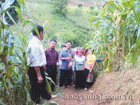 Lãnh đạo tỉnh Yên Bái, huyện Trạm Tấu thăm diện tích chuyển đổi từ lúa nương kém hiệu quả sang trồng ngô đồi tại xã Trạm Tấu.