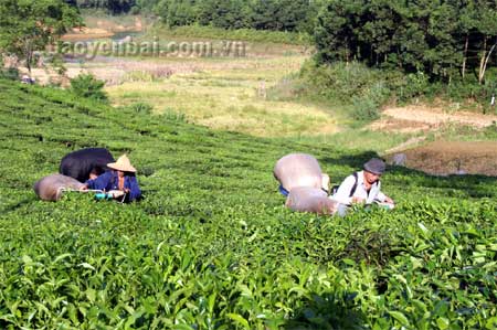 Cần tăng cường liên doanh, liên kết giữa nhà máy với người dân mới hy vọng có vùng nguyên liệu chất lượng ổn định.