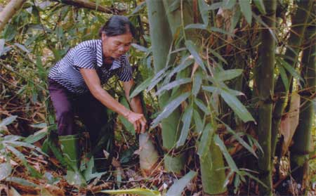 Nông dân xã Quy Mông thu hoạch măng tre.