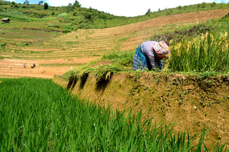 Nông dân khẩn trương thu hoạch nốt diện tích lúa xuân để làm vụ mùa