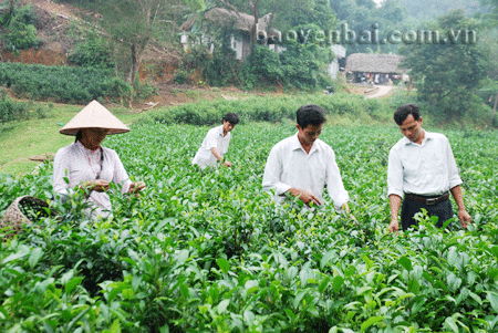 Nông dân xã Bảo Hưng (Trấn Yên) thu hái chè.