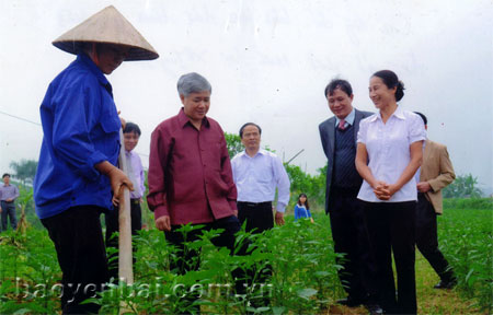 Các đồng chí lãnh đạo tỉnh thăm mô hình trồng ớt xuất khẩu tại xã Tuy Lộc.
