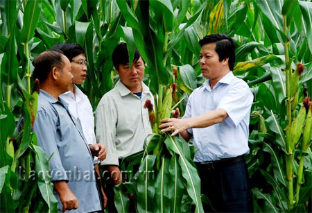 Đồng chí Ngô Thanh Giang (ngoài cùng bên phải) - Bí thư Huyện ủy Mù Cang Chải kiểm tra tình hình sản xuất ngô ở xã Lao Chải.