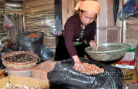 Bà mế Đinh Thị Đô ở xã Phù Nham (Văn Chấn) là người biết tới vài trăm cây thuốc.