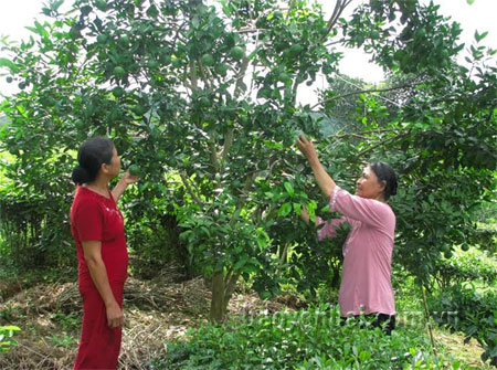 Người cao tuổi xã Thịnh Hưng (Yên Bình) trồng cây ăn quả, phát triển kinh tế gia đình.
