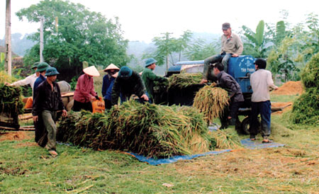 Nông dân huyện Lục Yên thu hoạch lúa vụ xuân 2014.
