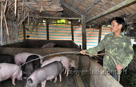 Anh Nguyên chăm sóc đàn lợn.
