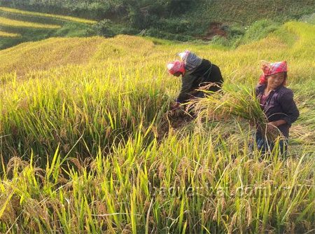 Năng suất lúa đông xuân ở huyện Mù Cang Chải đạt 51,45 tạ/ha.