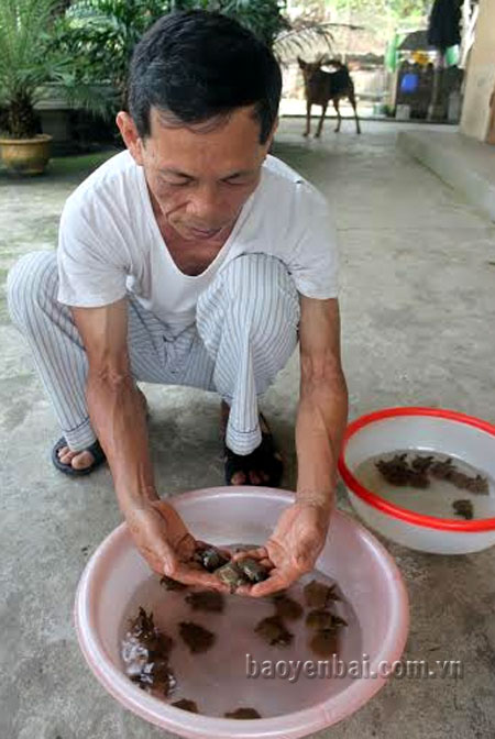 Ông Trần Nam Huân - Chi hội trưởng Chi hội nuôi ba ba thôn Văn Hưng, xã Cát Thịnh kiểm tra ba ba giống mới nở.