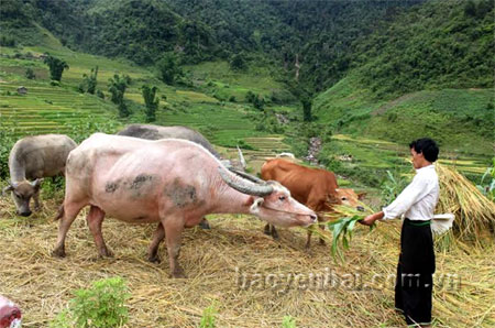 Anh Tráng A Dơ ở thôn Mông Đơ, xã Bản Mù chăm sóc đàn gia súc của gia đình.