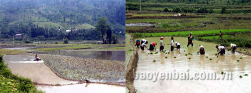 Nông dân xã Nà Hẩu khẩn trương làm đất và gieo cấy vụ mùa 2014.
