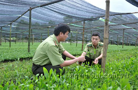 Cán bộ kiểm lâm kiểm tra cây giống trước khi trồng rừng.
