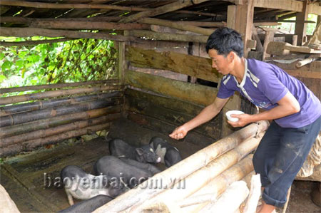 Mô hình nuôi lợn nái đã giúp gia đình anh Khang A Lềnh ở bản Dề Thàng, xã Chế Cu Nha vươn lên thoát nghèo.