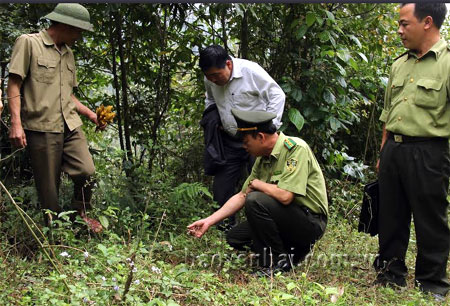 Cán bộ kiểm lâm huyện Lục Yên kiểm tra công tác bảo vệ rừng tại xã Tân Phượng.

