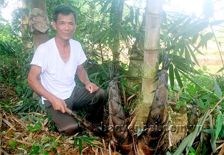 Cựu chiến binh Nguyễn Quang Huy đã mạnh dạn đưa cây măng Mạnh Tông vào phát triển kinh tế gia đình.
