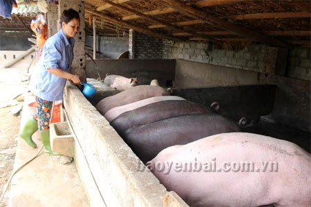 Mô hình chăn nuôi lợn thịt của gia đình chị Ngô Thị Nhung cho hiệu quả kinh tế tốt.

