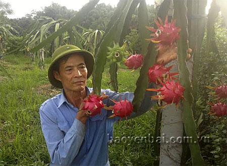 Vườn thanh long của gia đình thương binh Hoàng Văn Tinh đã cho thu hoạch lứa quả đầu tiên.