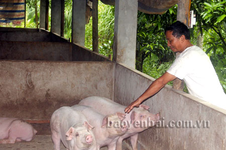 Thương binh Lê Ngọc Châu chăm sóc đàn lợn.