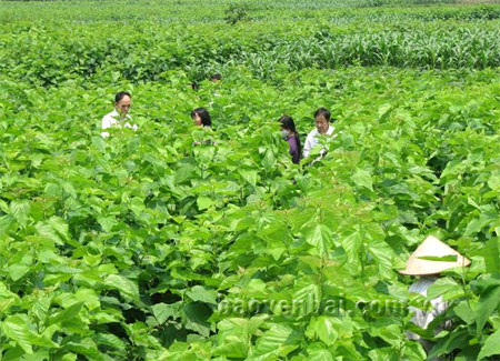 Những giống dâu mới cho năng suất, chất lượng cao đã được đưa vào trồng ở Trấn Yên.
