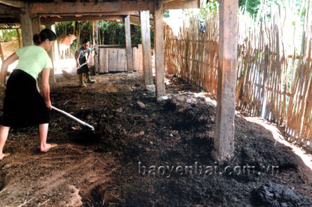 Gầm nhà sàn của chị Hà Thị Thơm ở thôn Búng Xổm, xã Tú Lệ (Văn Chấn) ngập ngụa phân trâu, bò từ lâu ngày.
