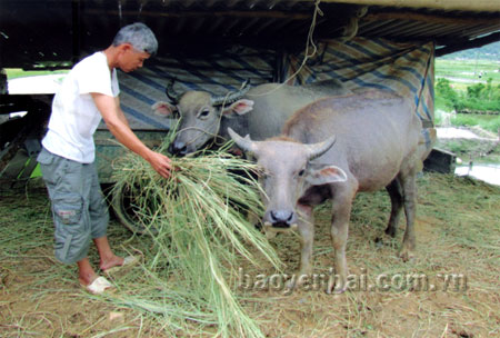 Ông Hoàng Văn Sơn ở thôn Nà Lóng chăn nuôi trâu sinh sản.