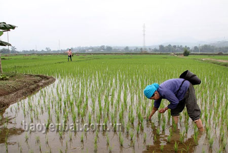 Nông dân Văn Chấn đưa giống lúa ĐS1 và J01 vào gieo cấy, năng suất đạt 67 tạ/ha.

