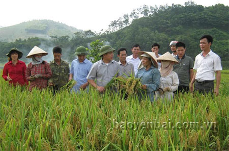 Đồng chí Trần Thế Hùng - Bí thư Huyện ủy Văn Yên (người thứ 5, trái sang) cùng lãnh đạo các phòng, ban của huyện kiểm tra chất lượng mô hình gieo cấy giống lúa mới tại thôn Khe Cạn, xã Đông An.

