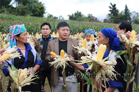 Đồng chí Giàng A Tông - Bí thư Huyện ủy Mù Cang Chải kiểm tra mô hình trồng ngô vụ đông trên địa bàn.
