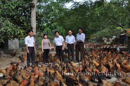 Các đồng chí lãnh đạo huyện Lục Yên thăm mô hình chăn nuôi gà cho hiệu quả kinh tế cao ở xã Mai Sơn.
