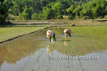 Nông dân xã Liễu Đô tích cực cấy lúa mùa trong khung thời vụ tốt nhất.
