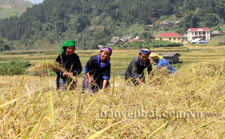 Nông dân xã Lao Chải thu hoạch lúa.
