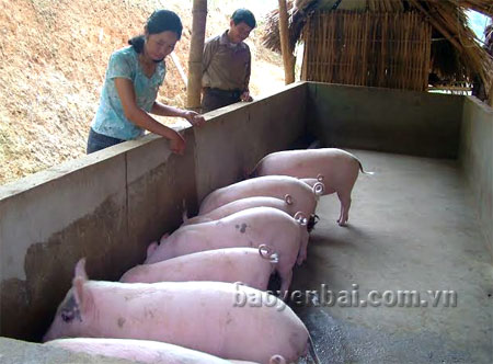 Hiện nay, xã Văn Lãng đã có nhiều hộ gia đình phát triển chăn nuôi với quy mô lớn.
