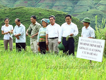 Lãnh đạo huyện Trạm Tấu và Trung tâm Giống cây trồng tỉnh kiểm tra mô hình trình diễn giống lúa lai 3 dòng tại xã Xà Hồ.
