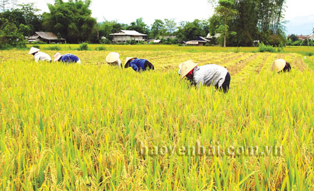Dù sinh sống trong cánh đồng Mường Lò trù phú nhưng nhiều hộ dân nơi đây vẫn phải nhận gạo cứu đói giáp hạt.