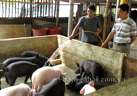 Mô hình nuôi lợn quy mô từ 50 đến 90 con/lứa của anh Nguyễn Thanh Minh ở thôn Đoàn Kết cho thu nhập từ 60 đến 70 triệu đồng/năm.