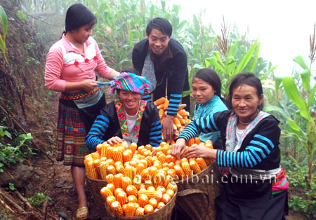 Niềm vui được mùa ngô của người dân xã Làng Nhì.
