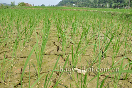 Nhiều diện tích lúa ở Văn Yên bị ảnh hưởng do hạn hán kéo dài.
