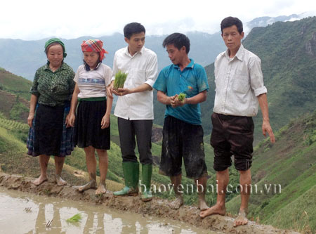 Chủ tịch UBND xã Pá Lau - Bùi Hồng Anh (đứng giữa) trao đổi với bà con về giống lúa trong sản xuất vụ mùa năm 2015.
