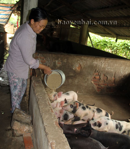 Gia đình chị Tạ Thị Mai - thôn 1 Thanh Hùng mỗi năm thu nhập trên 100 triệu đồng từ chăn nuôi gà, lợn.
