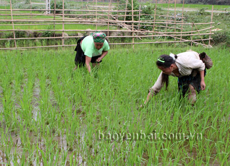 Nông dân huyện Văn Chấn bón phân viên nén dúi sâu cho lúa.
(Ảnh: Hồng Duyên)
